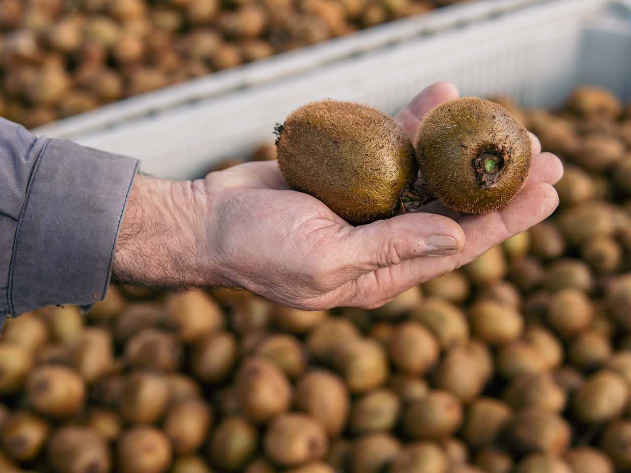 Agrotriana Soc. Agrícola Lda
