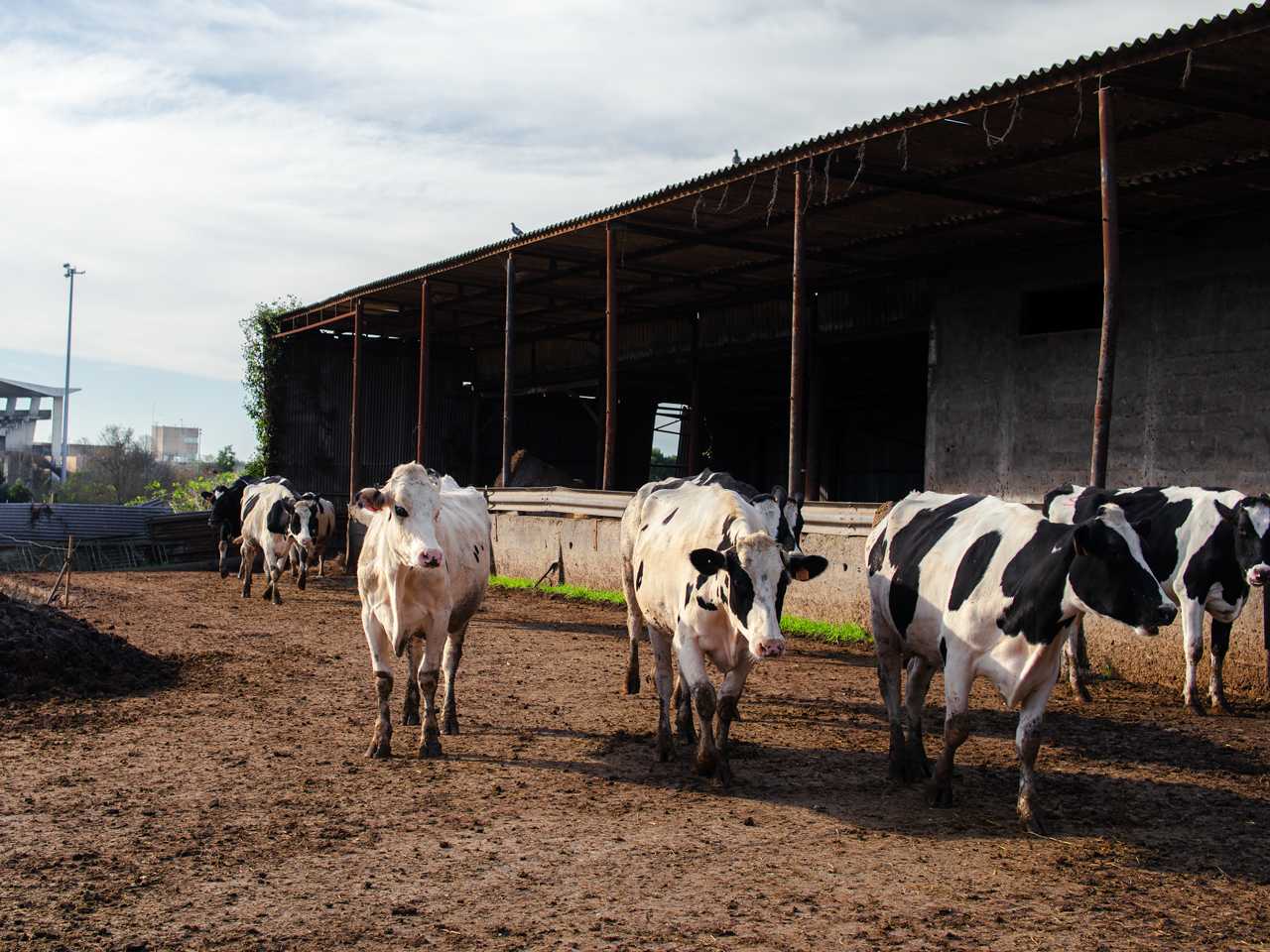 António Fernando Moreira Lopes