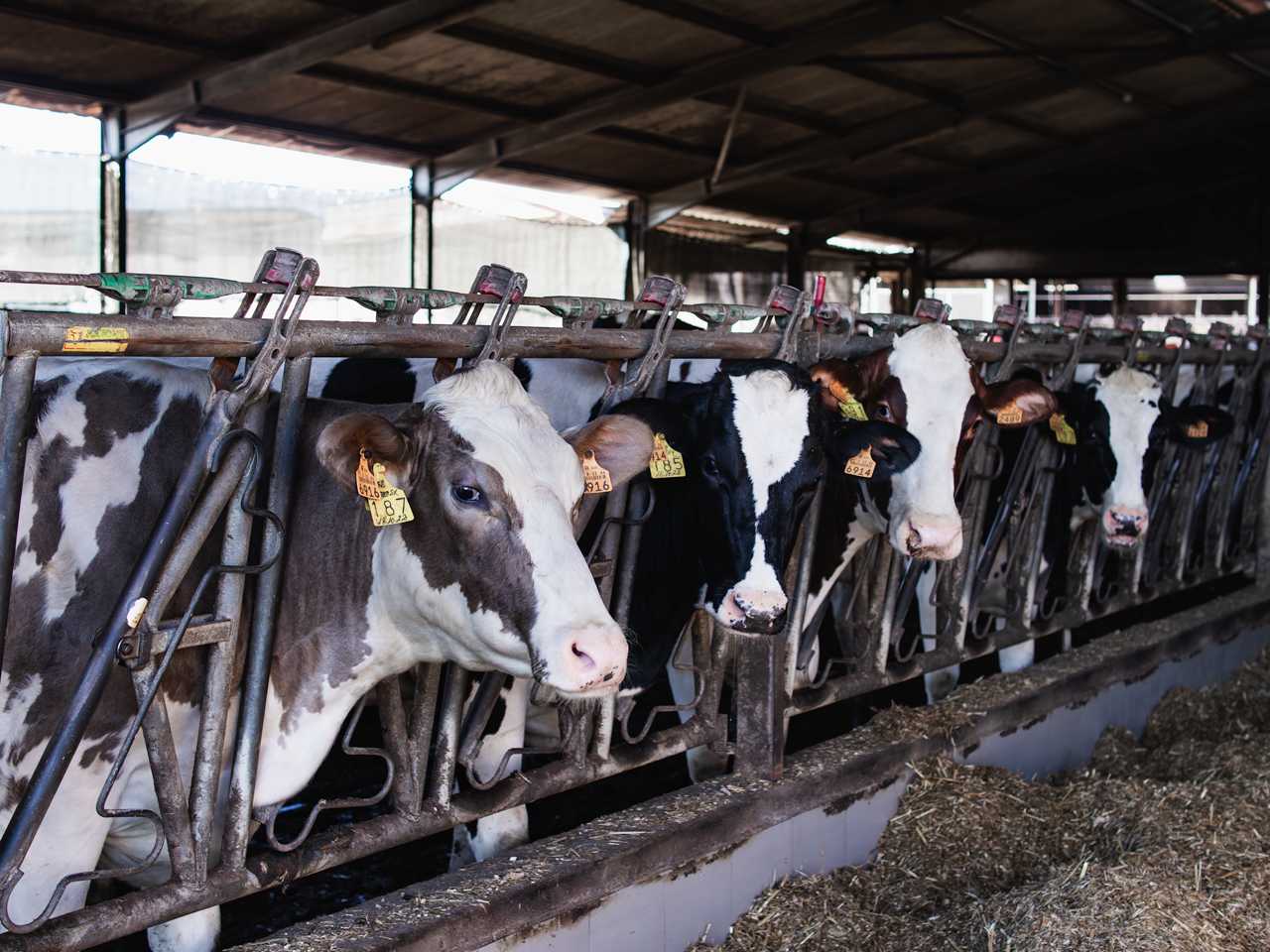 Agropecuária Avelino Santos Pinto