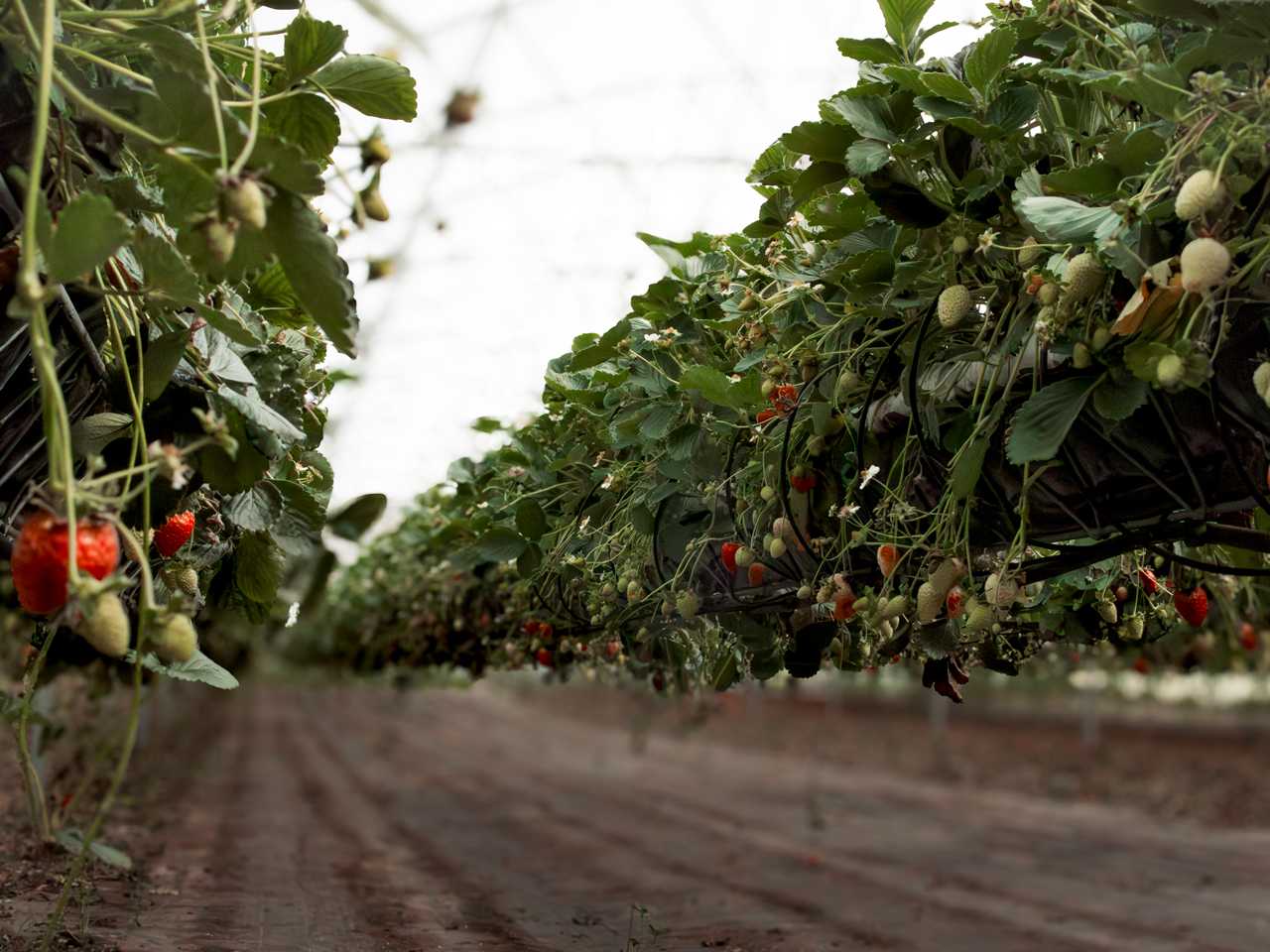 Brado da Terra - Agricultura e Fruticultura, Lda