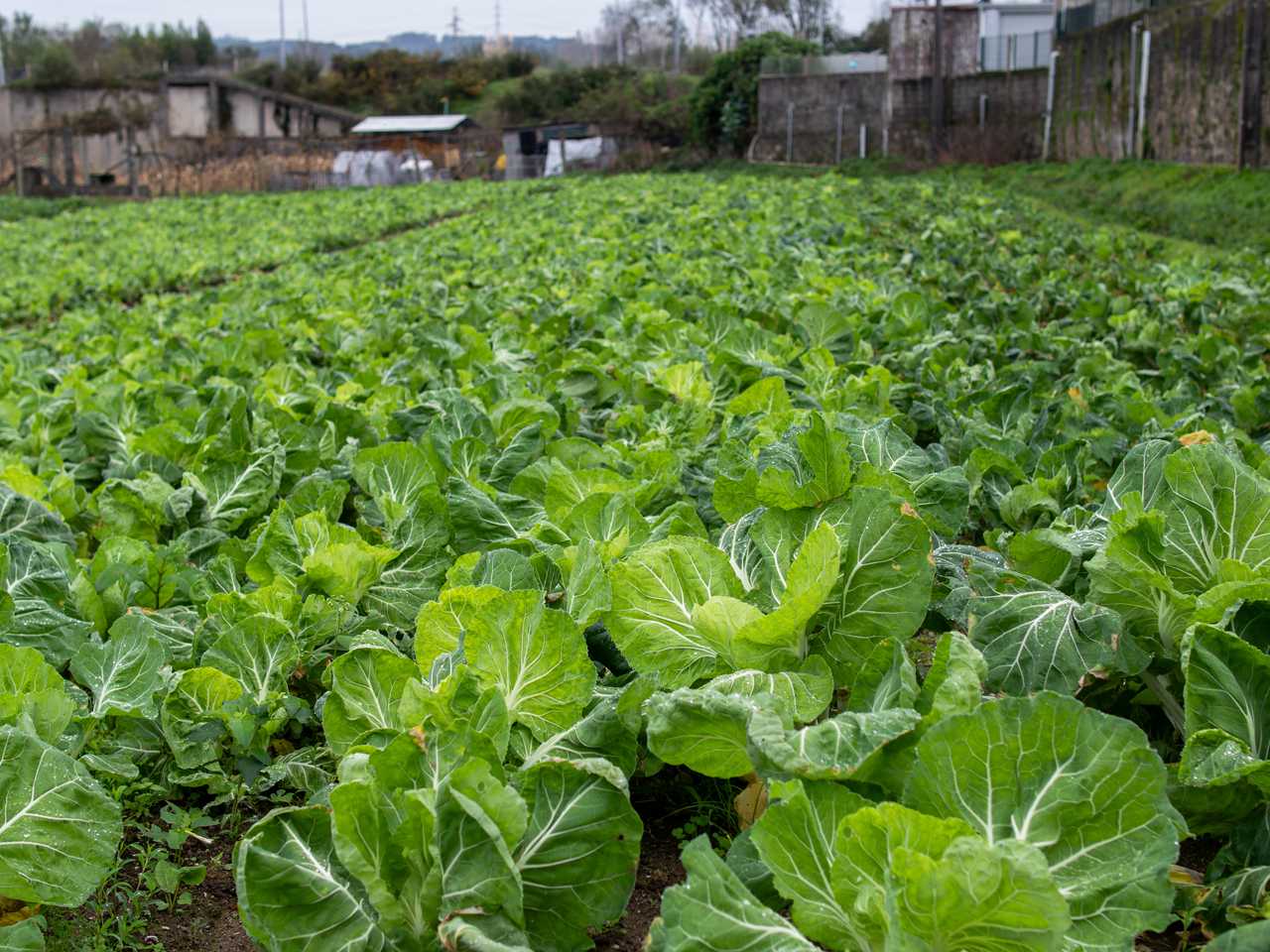 Gracinda da Cunha Areais Santos