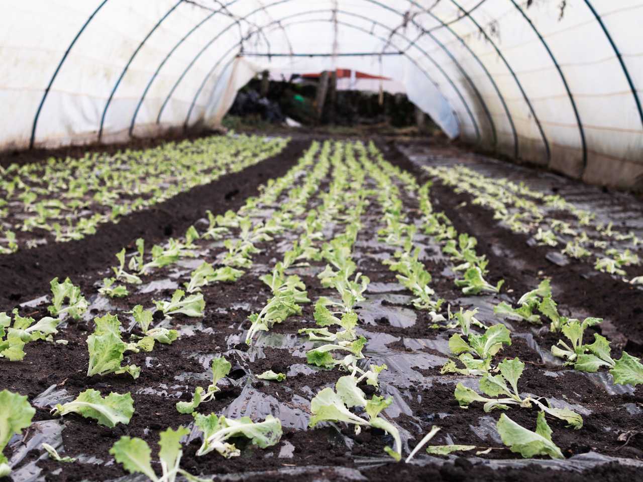 Casa Agrícola Joaquim Araújo
